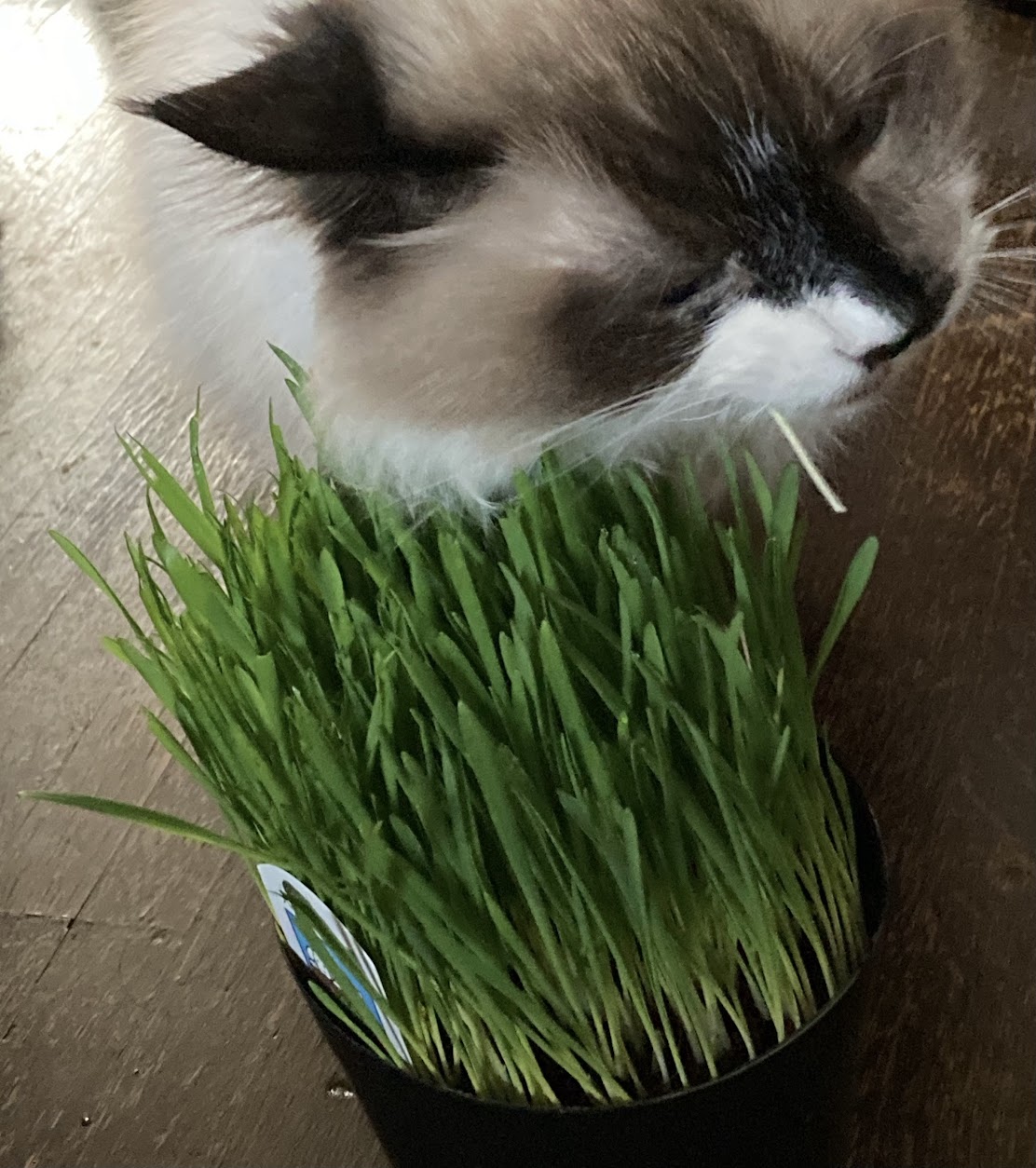 猫草を食べる愛猫