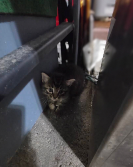 壁の間で様子を伺う子猫