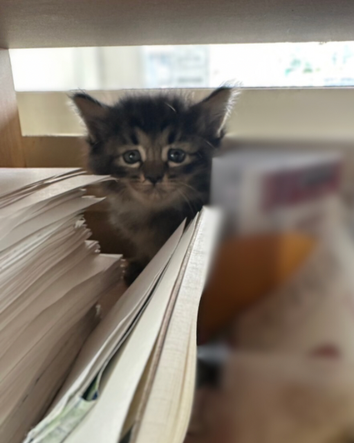 本の間から顔を覗かせる子猫