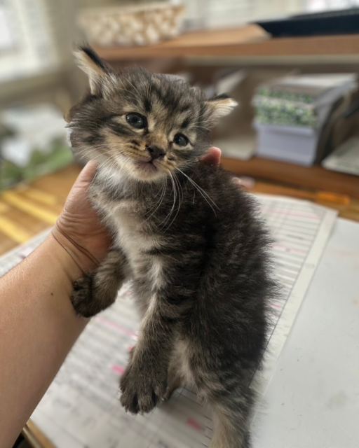 保護された子猫