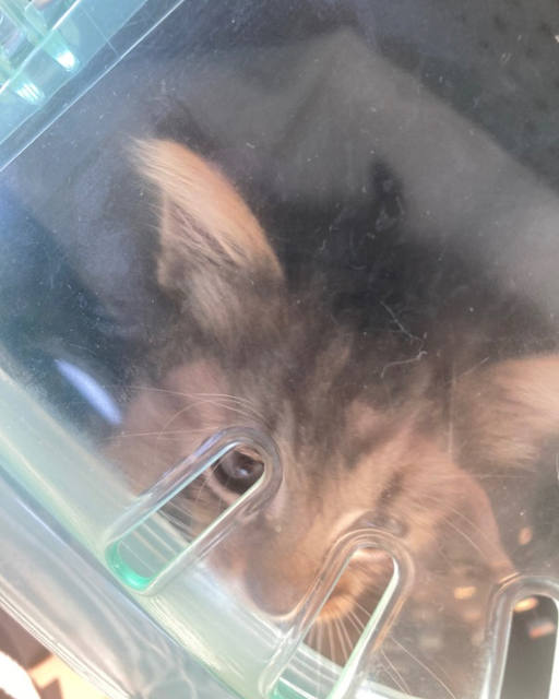 キャリーケースの中にいる子猫