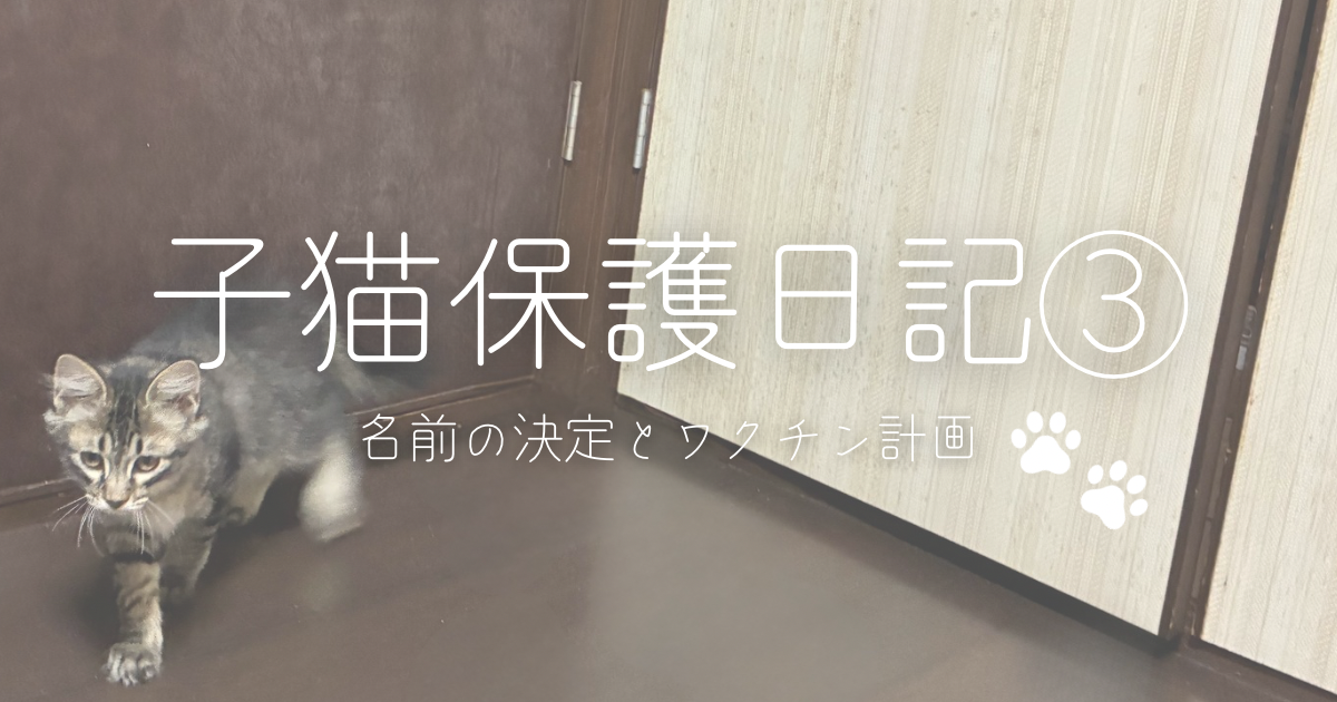 子猫保護日記③