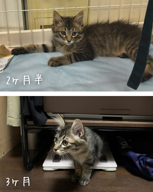 トム猫の成長ぶり