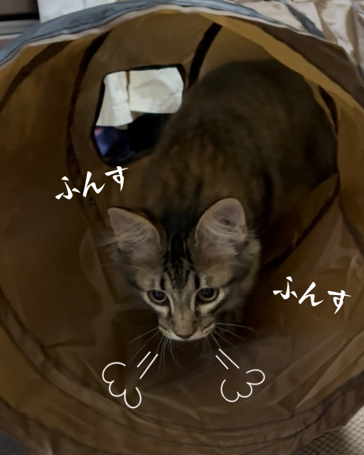 遊ぶトム猫