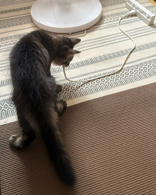 なんでも噛むトム猫