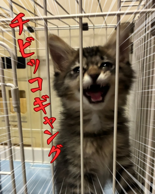 やんちゃなトム猫